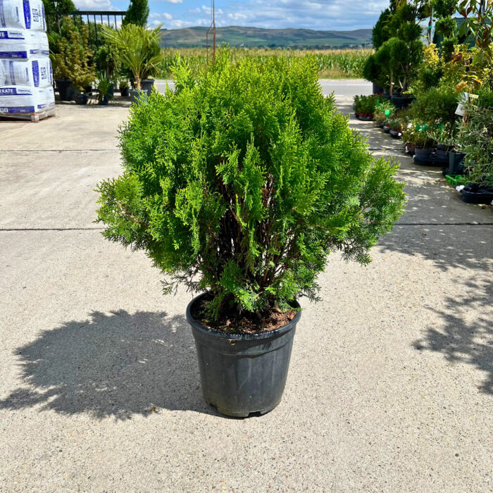 Tuia Aurea Glob - Pepiniera Sosa