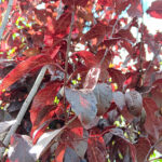 Prunus cerasifera Nigra (Corcodus Rosu) la ghiveci - imagine 2