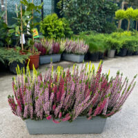 Calluna Colorata (Jardiniera) la ghiveci