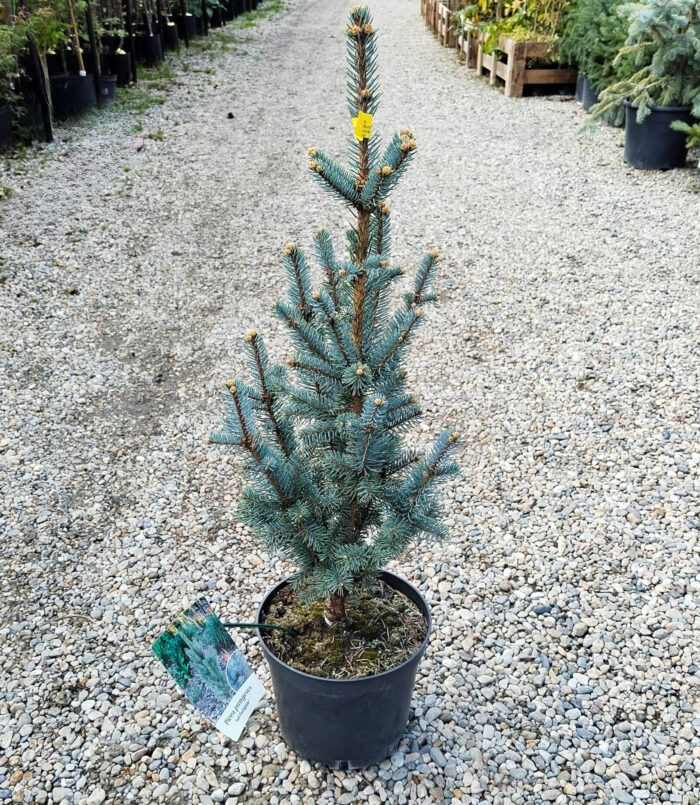 Picea pungens Iseli Fastigiate la ghiveci - imagine 2