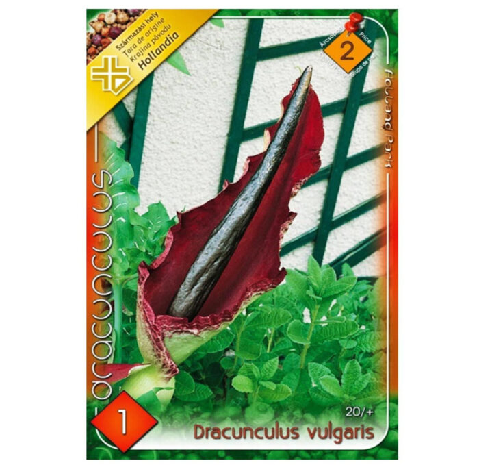 Ai căutat o plantă specială? Descoperă Dracunculus Vulgaris! Aceasta înflorește între septembrie și aprilie și poate atinge o înălțime de 60-90 cm. 🌸🛒