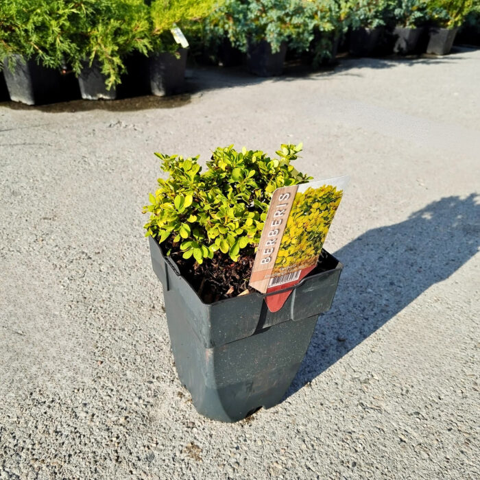 Berberis thunbergii Lime Star la ghiveci - imagine 2