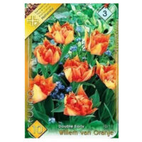 Lalele/Tulipa Willem Van Oranje (10 buc)