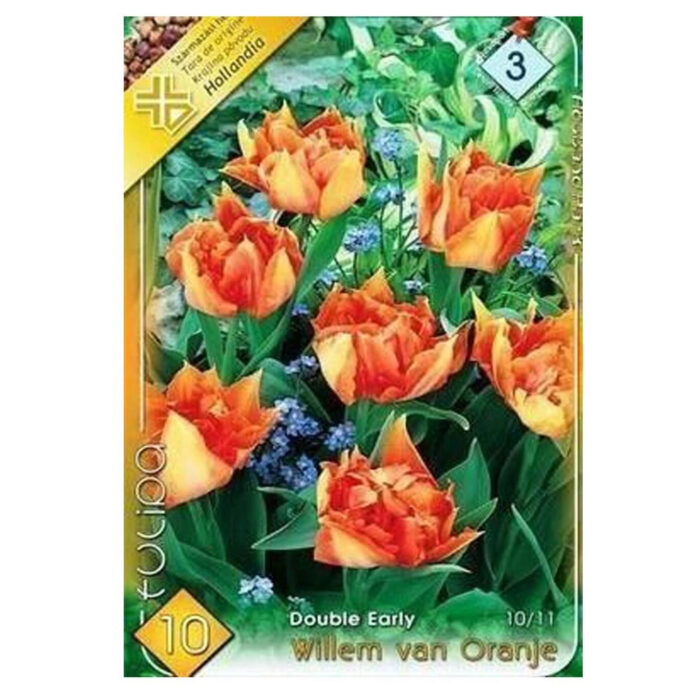 Lalele/Tulipa Willem Van Oranje (10 buc) - imagine 1