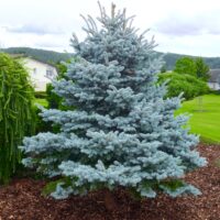 Picea Pungens Hoto la ghiveci