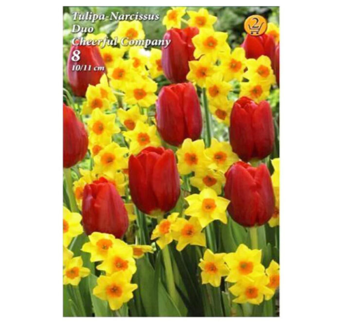 Tulipa Narcissus Duo Cheerful Company (8 buc) - imagine 1