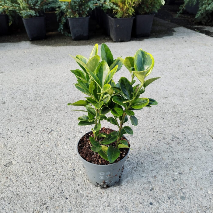 Euonymus Gold Rocket la ghiveci - imagine 2