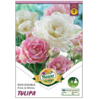 Lalele/Tulipa Duo Double Pink White (8buc)