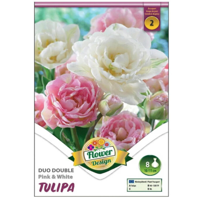 Lalele/Tulipa Duo Double Pink White (8buc) - imagine 1