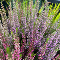 Calluna Colorata la ghiveci