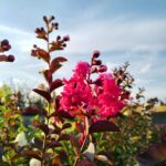 Lagerstroemia 'Rubra' (Liliac Indian) la ghiveci - imagine 3