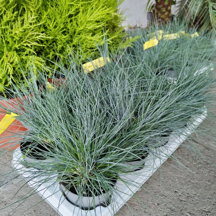 Festuca glauca (iarbă albastră) la ghiveci - imagine 3