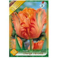 Lalele/Tulipa Orange Favorite (10 buc)