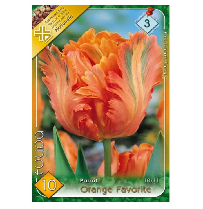 Lalele/Tulipa Orange Favorite (10 buc) - imagine 1