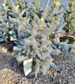 Picea Pungens Hoto la ghiveci - imagine 2