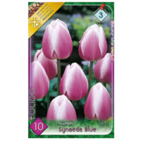 Lalele/Tulipa Synaeda Blue (10 buc)