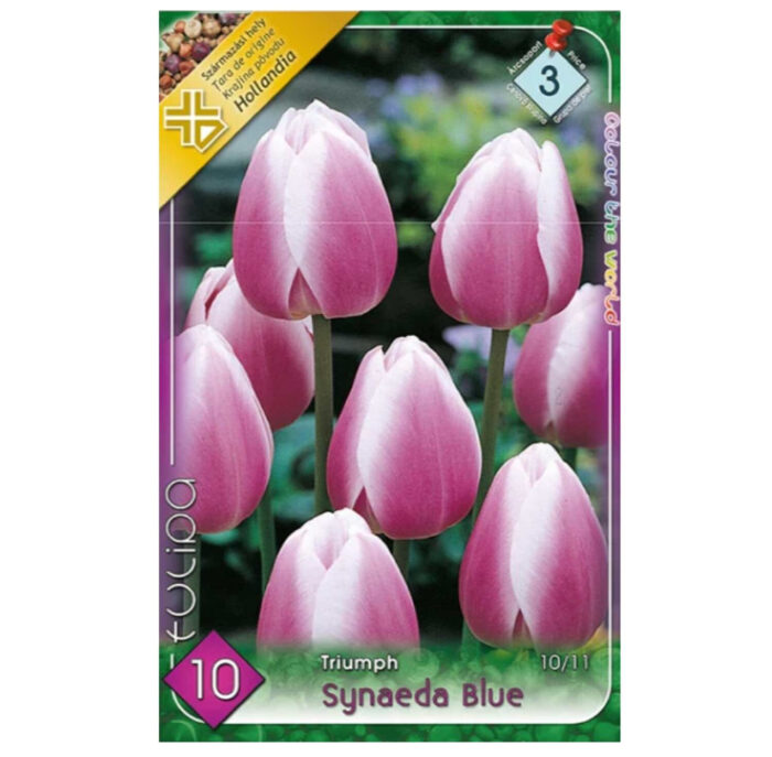 71435dd3-87db-484d-aaa9-8c0c56565235 Lalele/Tulipa Synaeda Blue (10 buc) - imagine 1