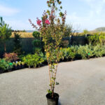 Lagerstroemia 'Rubra' (Liliac Indian) la ghiveci - imagine 2