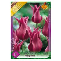 Lalele/Tulipa Maytime (8buc)
