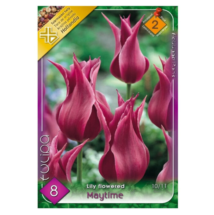 Lalele/Tulipa Maytime (8buc) - imagine 1