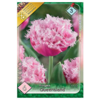 Lalele/Tulipa Queensland (6 buc)