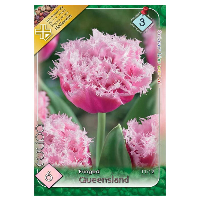 Lalele/Tulipa Queensland (6 buc) - imagine 1