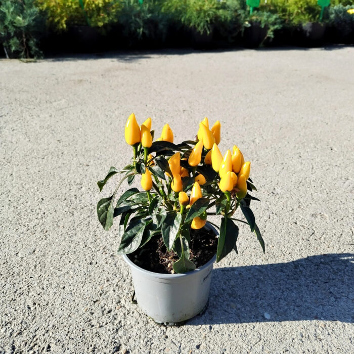 80637ed9-33e0-4272-8248-ad5f783df54c Ardei (Capsicum) la ghiveci - imagine 1