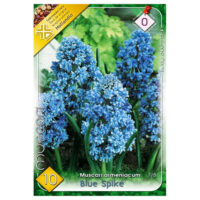 Muscari Blue Spike (10 buc)