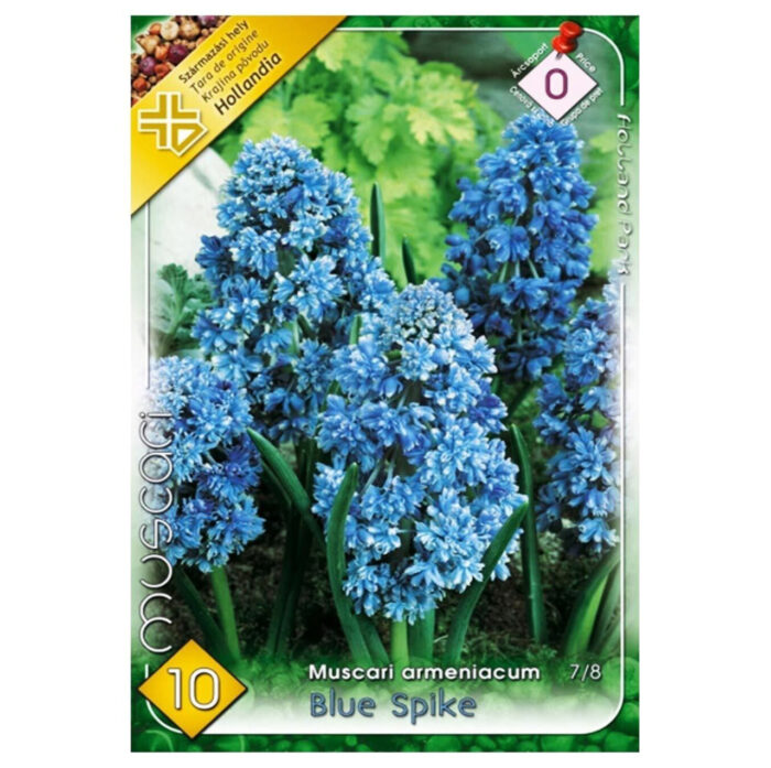 Muscari Blue Spike (10 buc) - imagine 1
