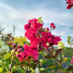 Lagerstroemia 'Rubra' (Liliac Indian) la ghiveci - imagine 4