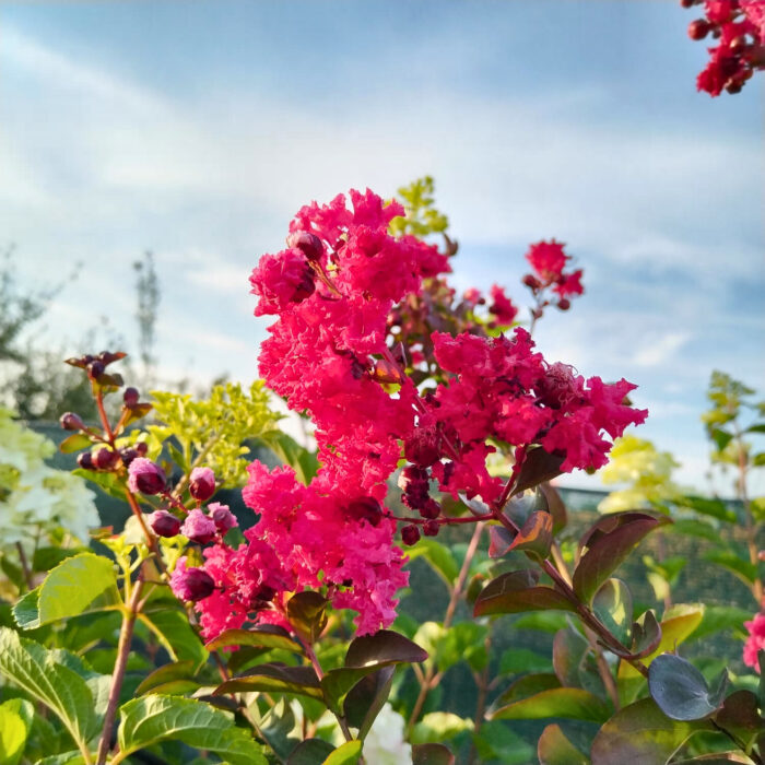Lagerstroemia 'Rubra' (Liliac Indian) la ghiveci - imagine 4