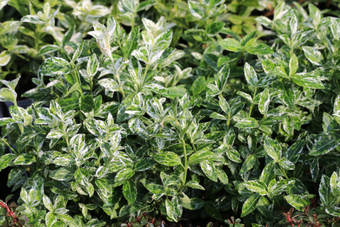 Euonymus Japonicus Harlequin la ghiveci - imagine 1