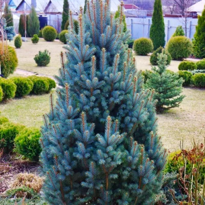 Picea pungens Iseli Fastigiate este alegerea perfectă pentru grădina ta! Oferă-i un aspect elegant și simetric cu forma sa piramidală. Plantează-l acum! 🌿