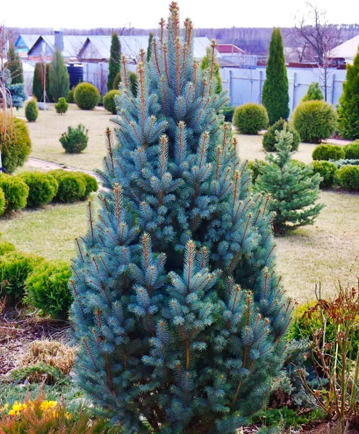 Picea pungens Iseli Fastigiate este alegerea perfectă pentru grădina ta! Oferă-i un aspect elegant și simetric cu forma sa piramidală. Plantează-l acum! 🌿