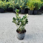 Euonymus Emerald Gaiety la ghiveci - imagine 2