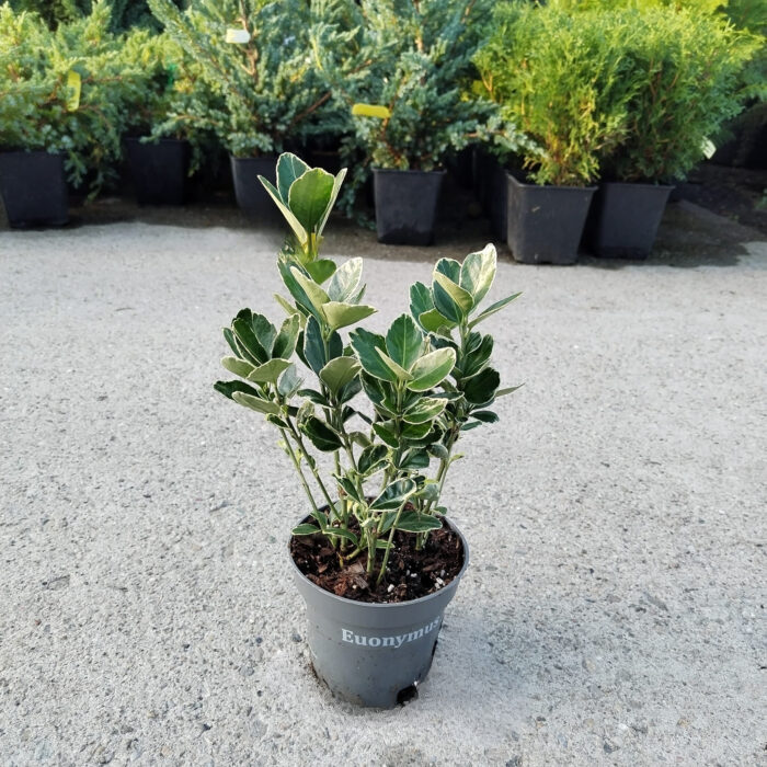 Euonymus Emerald Gaiety la ghiveci - imagine 2
