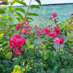 Lagerstroemia 'Rubra' (Liliac Indian) la ghiveci - imagine 6