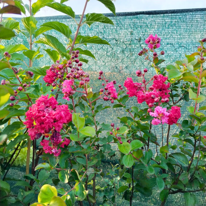 Lagerstroemia 'Rubra' (Liliac Indian) la ghiveci - imagine 6