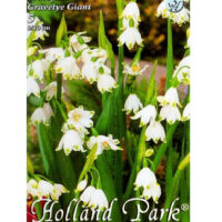 Ghiocei/Leucojum Gravete Giant (5 buc)