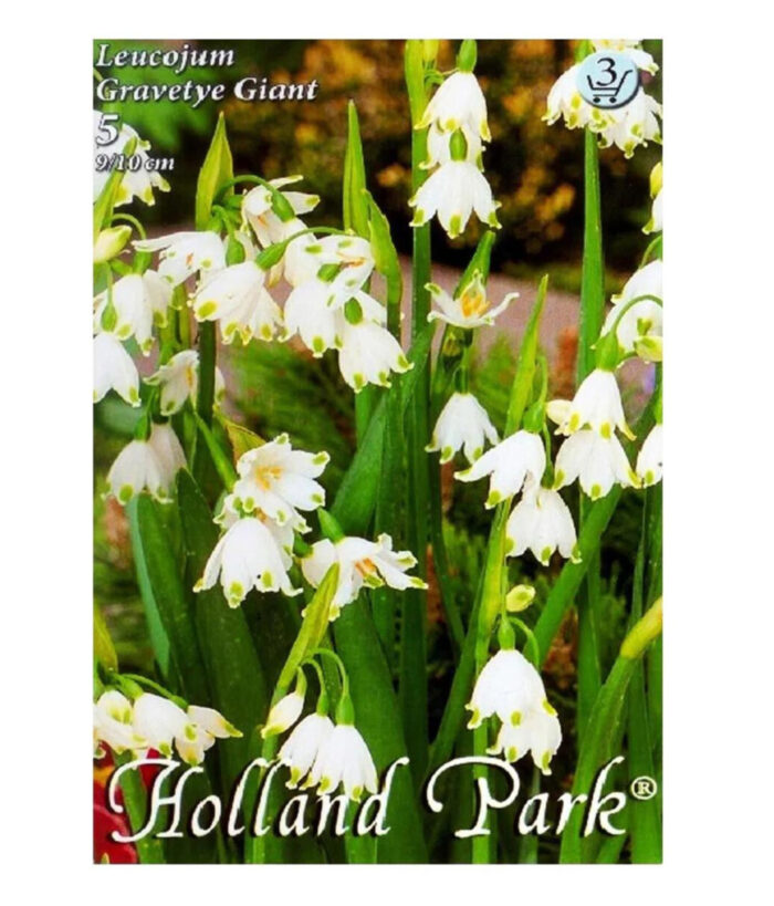 b044f66a-8f45-41b7-bd41-418bc0b8f649 Ghiocei/Leucojum Gravete Giant (5 buc) - imagine 1