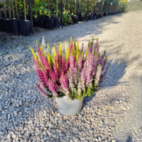 Calluna Colorata la ghiveci