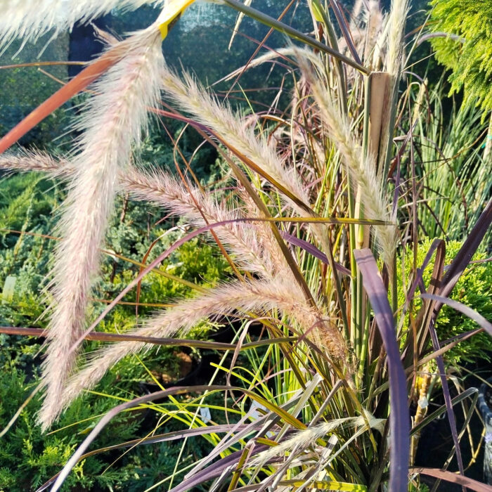 Iarba Pennisetum la ghiveci - imagine 3