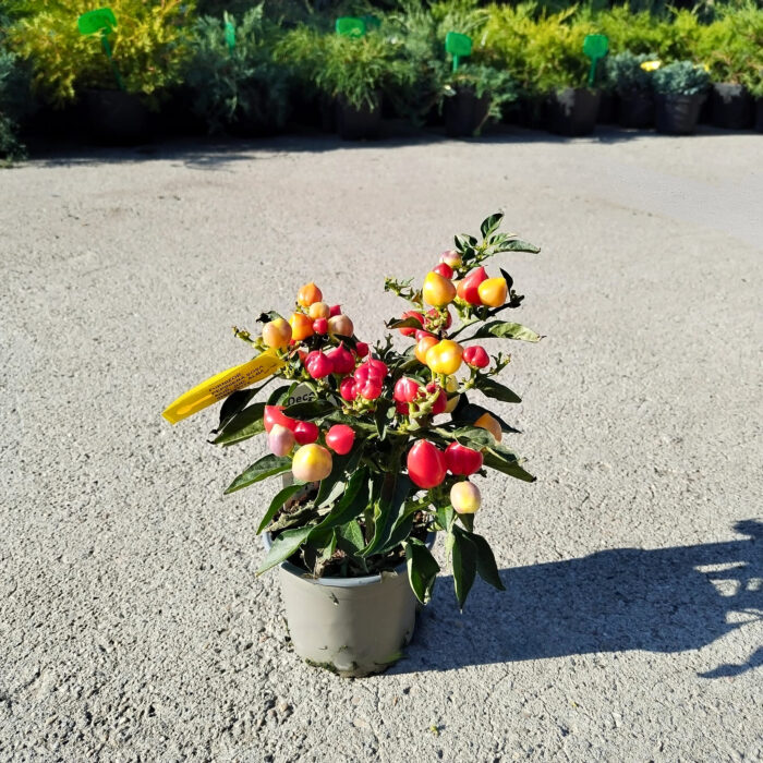 Ardei (Capsicum colorat) la ghiveci - imagine 1