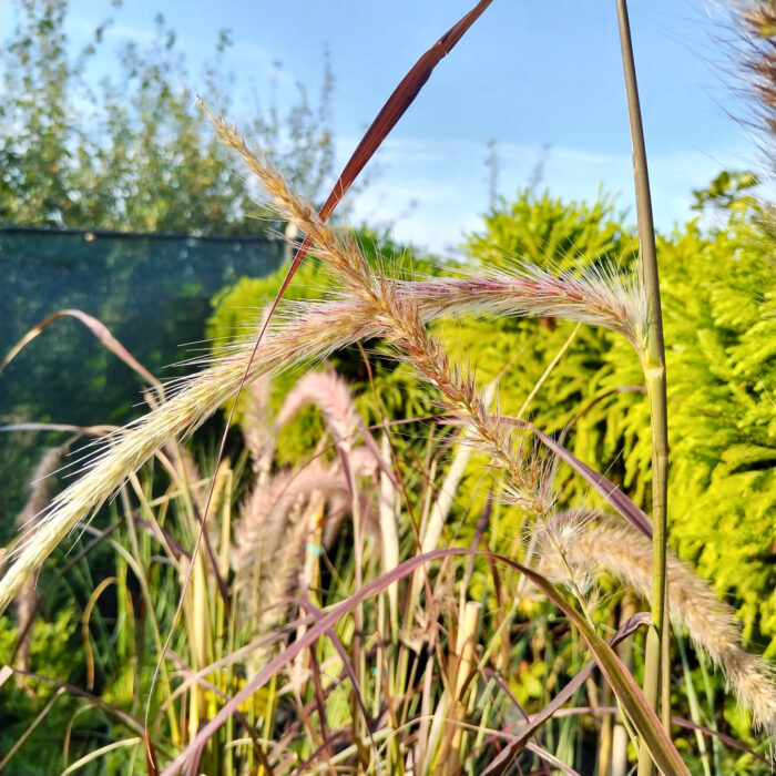 Iarba Pennisetum la ghiveci - imagine 5