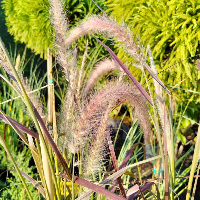 Iarba Pennisetum la ghiveci - imagine 4