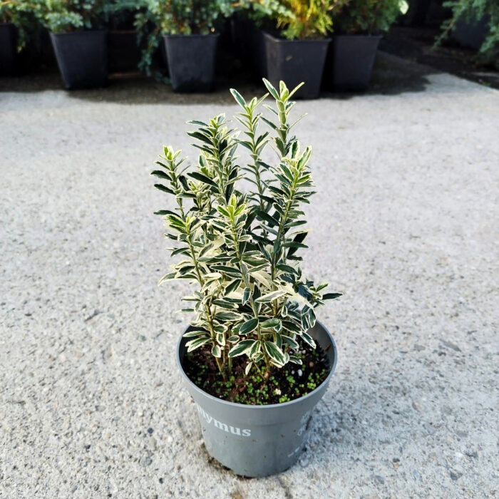 Euonymus Japonicus 'Microphyllus Aureovariegatus' la ghiveci - imagine 2