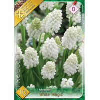 Muscari White Magic (10 buc)