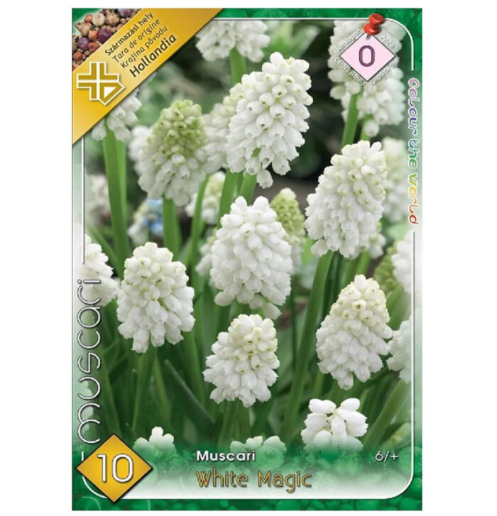 Muscari White Magic (10 buc) - imagine 1