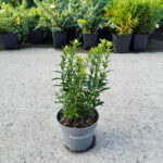 Euonymus Microphyllus Aureovariegatus la ghiveci - imagine 2