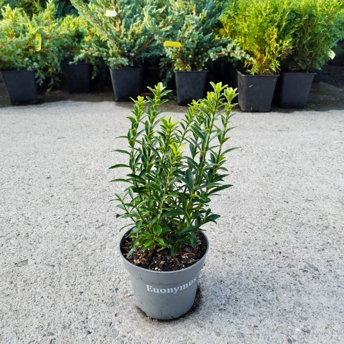 Euonymus Microphyllus Aureovariegatus la ghiveci - imagine 2